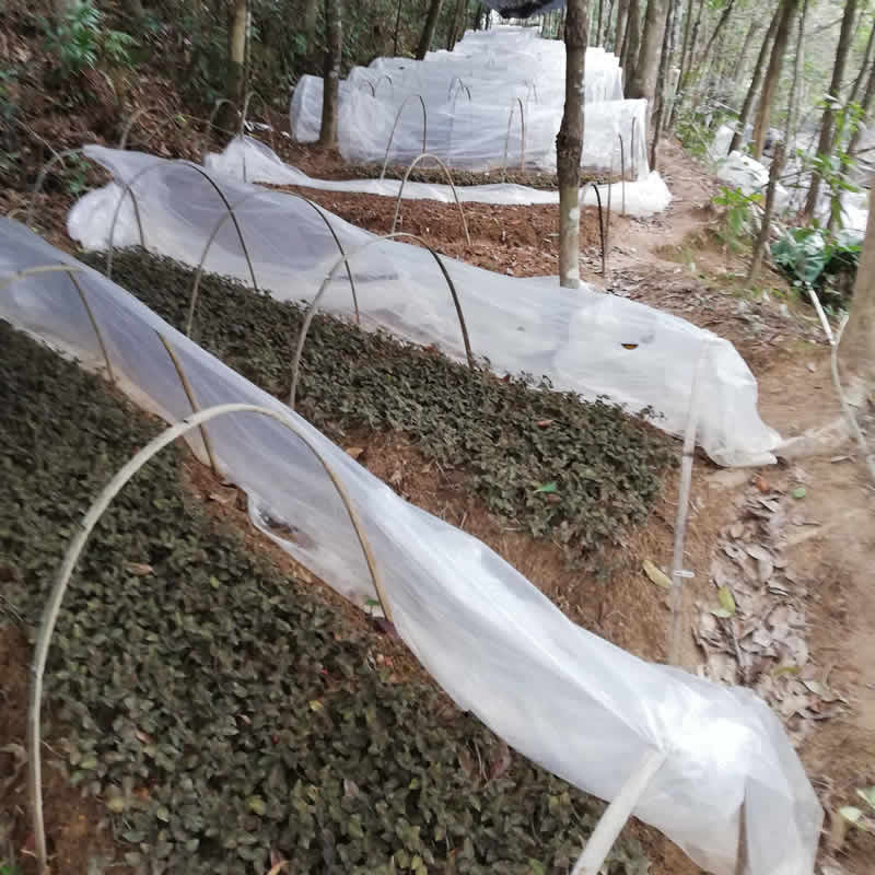 益壽金線(xiàn)蓮林下種植基地