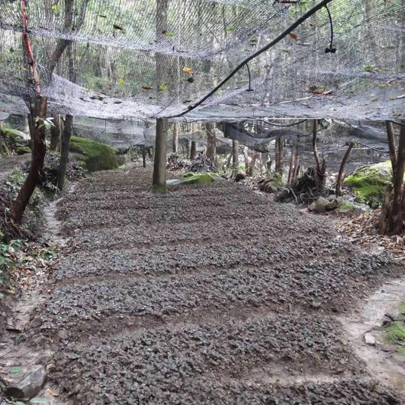 金線蓮、石斛林下種植基地