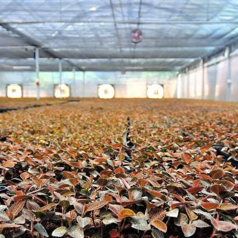 金線蓮林下種植基地