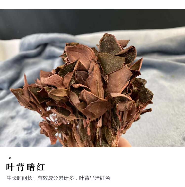 金線蓮干品 50克10管 禮盒裝