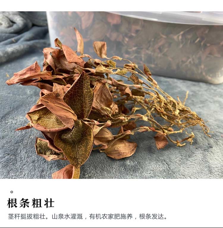 金線蓮干品 50克10管 禮盒裝